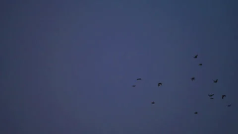 Bird  flock flying on sky  Stock Footage 249062947