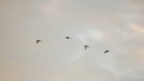 Bird  flock flying on sky  Video stock 249207876