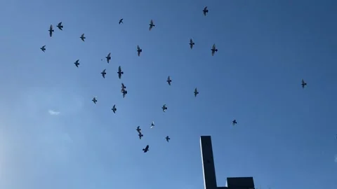 Bird flock flying in sky Stock Footage 300159358