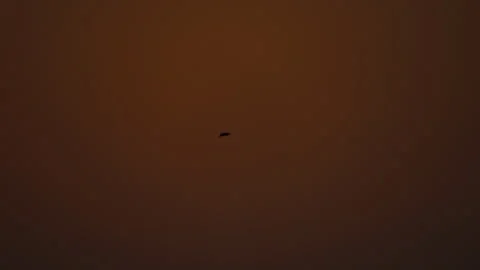 Bird flock flying on sky of sunset Video stock 252822560