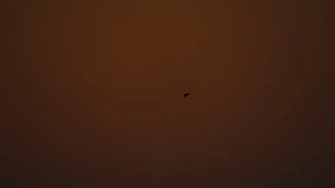 Bird flock flying on sky of sunset Video stock 252822563