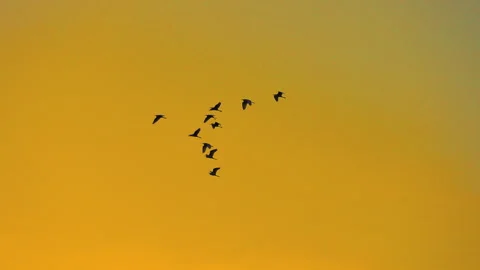 Bird flock flying on sky of sunset Video stock 252823418