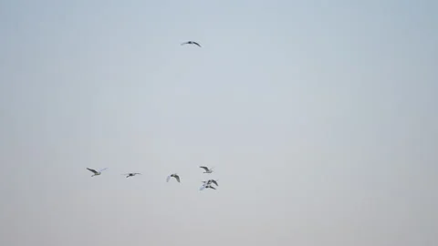 Bird flock flying on sky of sunset Video stock 252824677