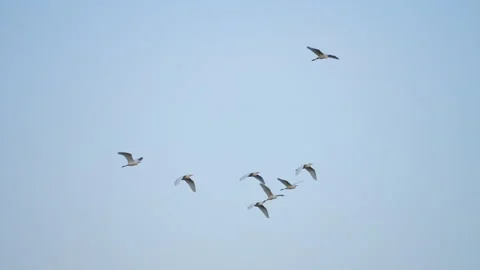 Bird flock flying on sky of sunset Stock Footage 252824749