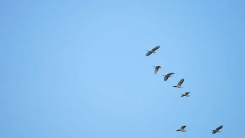 Bird flock flying on sky of sunset Video stock 252824950