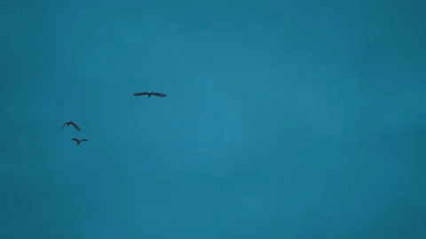 Bird flock flying on sky of sunset Video stock 252825256