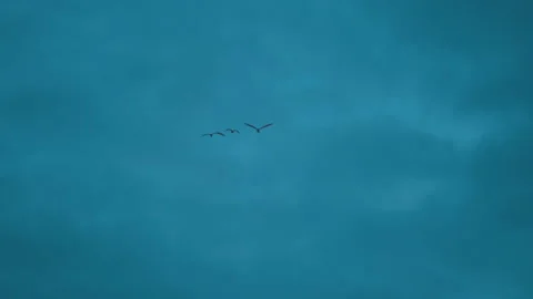 Bird flock flying on sky of sunset Video stock 252826053