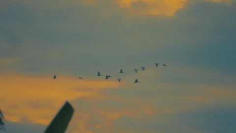 Bird flock flying on sky of sunset Video stock 252829497