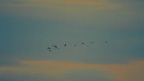 Bird flock flying on sky of sunset Video stock 252829505