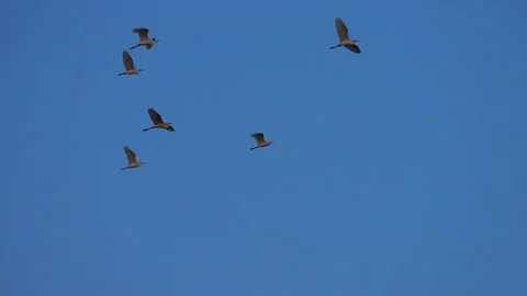 Bird flock flying on sky of sunset Video stock 252830355