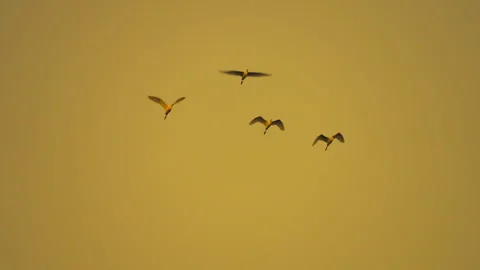 Bird flock flying on sky of sunset Video stock 252830661