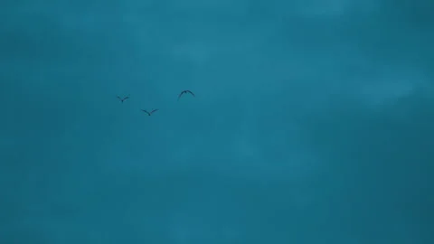 Bird flock flying on sky of sunset Video stock 252830694