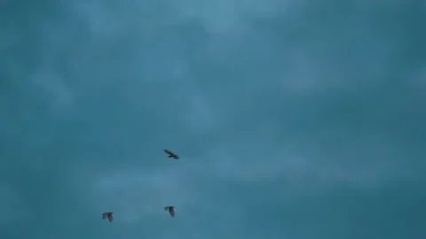 Bird flock flying on sky of sunset Video stock 252830748