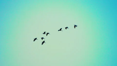 Bird flock flying on sky of sunset Video stock 252830791