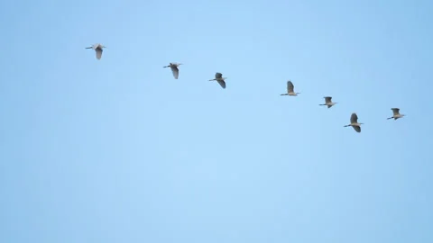 Bird flock flying on sky of sunset Video stock 252830993