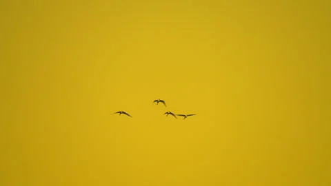 Bird flock flying on sky of sunset Video stock 252831071
