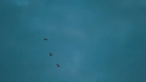 Bird flock flying on sky of sunset Video stock 252831611