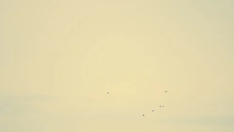 Bird flock flying on sky of sunset Video stock 252831650