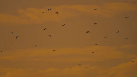 Bird flock flying on sky sunset background in countryside Stock Footage 264788714