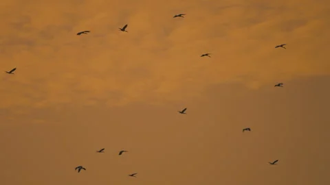 Bird flock flying on sky sunset background in countryside Stock Footage 264788715