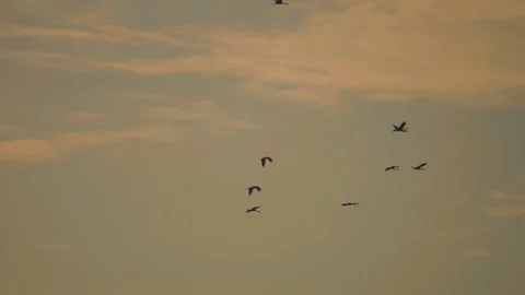 Bird flock flying on sky sunset background in countryside Stock Footage 264789162