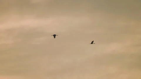 Bird flock flying on sky sunset background in countryside Stock Footage 264789170