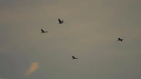 Bird flock flying on sky sunset background in countryside Stock Footage 264791125