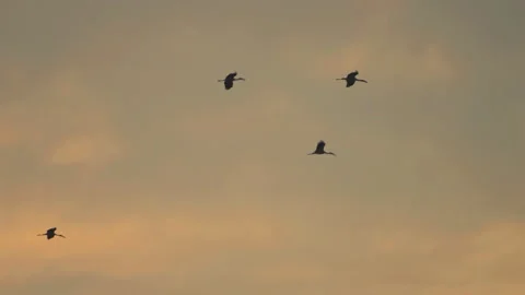 Bird flock flying on sky sunset background in countryside Stock Footage 264791237