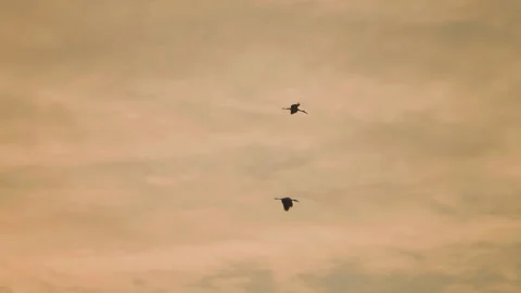 Bird flock flying on sky sunset background in countryside Stock Footage 264791301