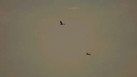 Bird flock flying on sky sunset background in countryside Stock Footage 264791370