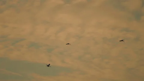 Bird flock flying on sky sunset background in countryside Stock Footage 264792673