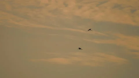 Bird flock flying on sky sunset background in countryside Stock Footage 264792705