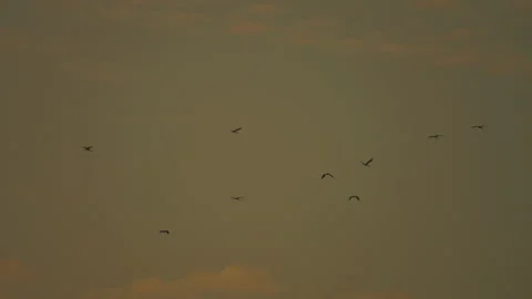 Bird flock flying on sky sunset background in countryside Stock Footage 264792843