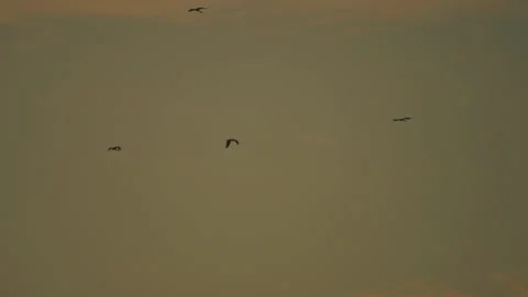Bird flock flying on sky sunset background in countryside Stock Footage 264792856