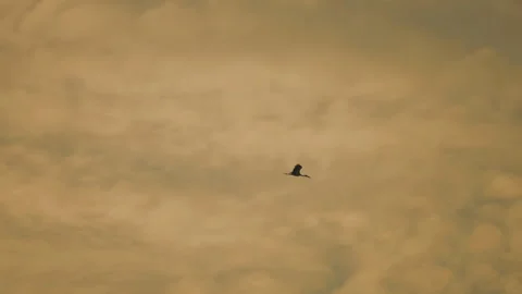 Bird flock flying on sky sunset background in countryside Stock Footage 264817368