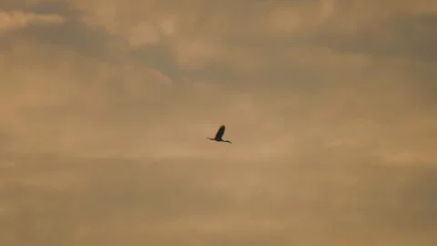 Bird flock flying on sky sunset background in countryside Stock Footage 264819628