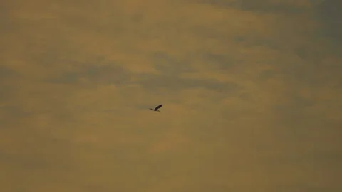 Bird flock flying on sky sunset background in countryside Stock Footage 264820242