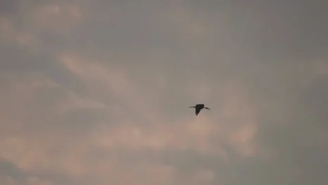 Bird flock flying on sky sunset background in countryside Stock Footage 264820651