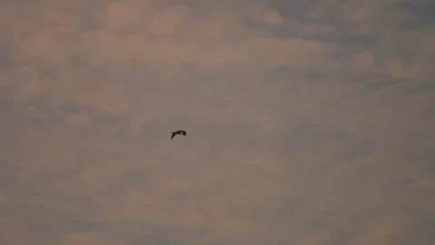 Bird flock flying on sky sunset background in countryside Stock Footage 264821775
