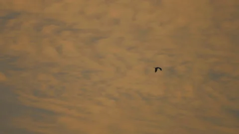 Bird flock flying on sky sunset background in countryside Stock Footage 264824069