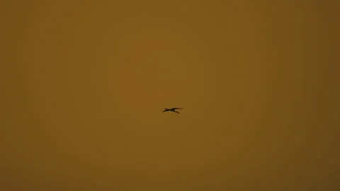 Bird flock flying on sky sunset background in countryside Stock Footage 264826348