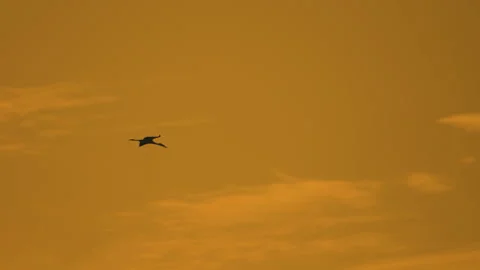 Bird flock flying on sky sunset background in countryside Stock Footage 264826680