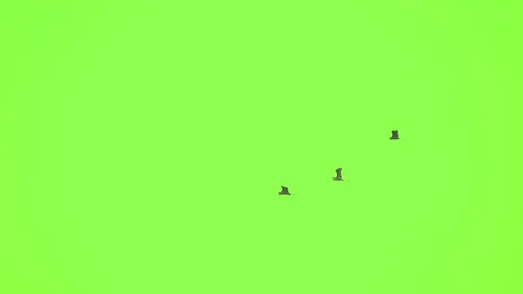 Bird flock flying slow motion on green screen background Stock-Footage 231006858