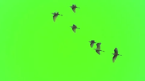 Bird flock flying slow motion on green s... | Stock Video | Pond5