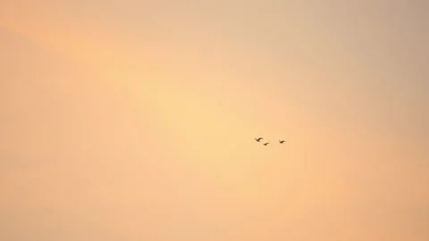 Bird flock flying slow motion on sky background Stock Footage 231008063