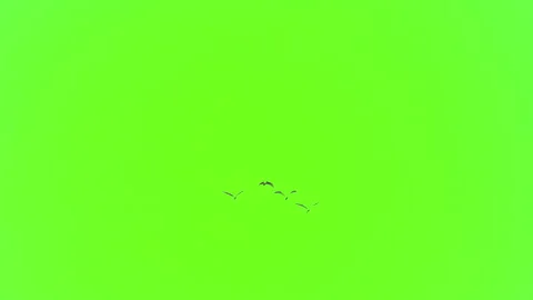 Bird flock flying slow motion on green screen background 库存影片 231008361