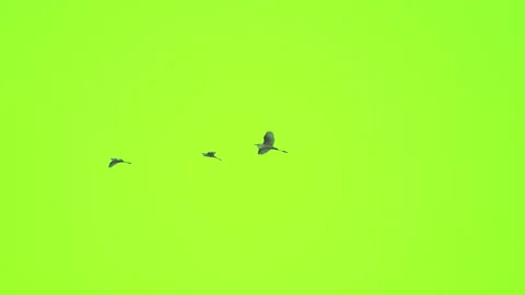 Bird flock flying slow motion on green screen background Video stock 231009284