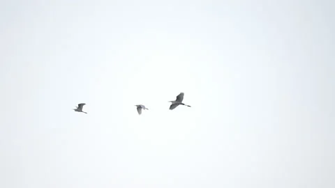 Bird flock flying slow motion on sky background Video stock 231009442
