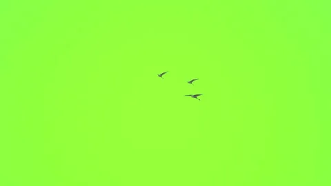 Bird flock flying slow motion on green screen background Stock Footage 231009464