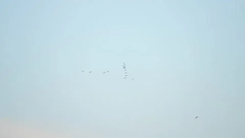 Bird flock flying slow motion on sky background Stock-Footage 231009565